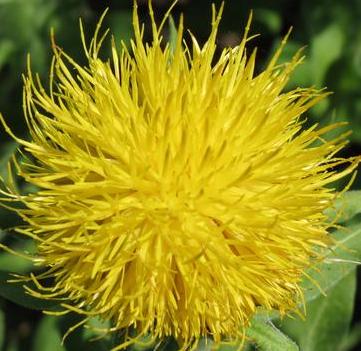 Four Seasons Secret Garden Walk 