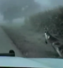 Joey The Kangaroo Escaped from Jerry Smith's Pumpkin Farm 